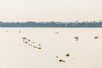 Flock of birds on the beach