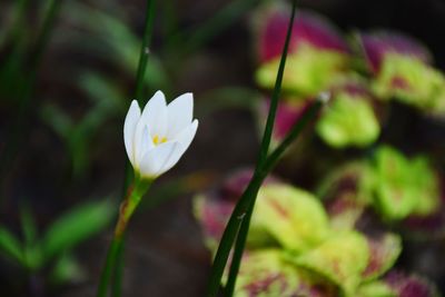 Close-up of white flowering plant