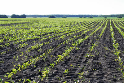 Scenic view of agricultural field against sky