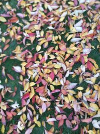 Close-up of autumn leaves