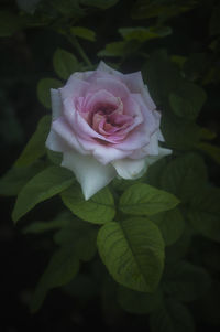 Close-up of pink rose