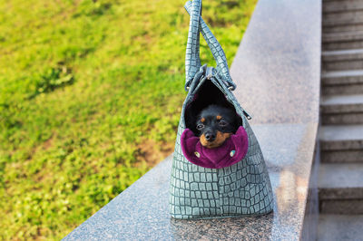 Dog sitting by bag on retaining wall