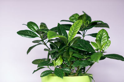 Green leaves of the gardenia jasmine flower