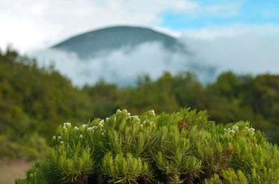 Close-up of fresh plants on field against sky