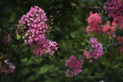 Close-up of pink flowering plants