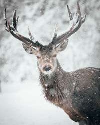 Portrait of deer in snow