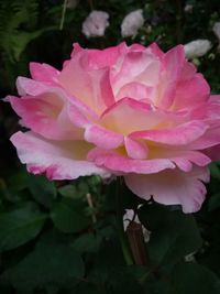 Close-up of pink rose blooming outdoors