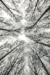 Low angle view of trees