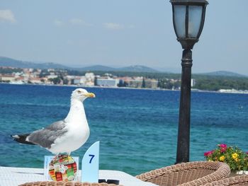 Seagull perching on retaining wall by sea against sky