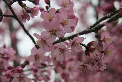 Pink cherry blossoms in spring