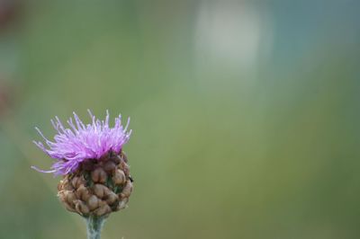 Close-up of purple thistle blooming outdoors