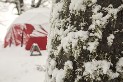 Close-up of snow covered trees on field