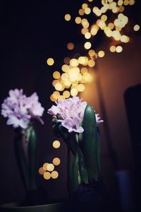 Close-up of illuminated flowers