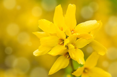 Close-up of yellow flower blooming outdoors