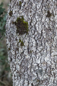 Close-up of lichen on tree trunk