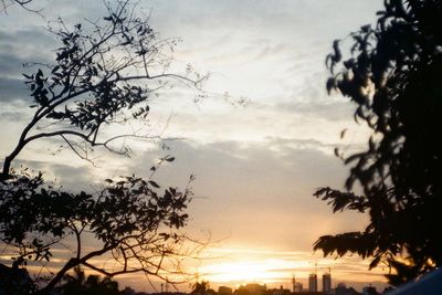 Silhouette trees against sky during sunset