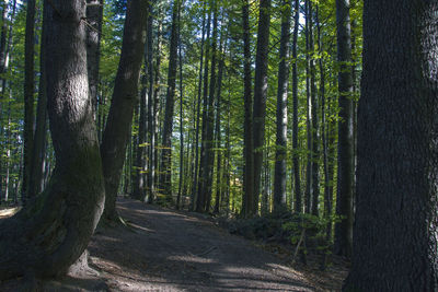 View of trees in forest