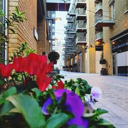 Flowers on street amidst buildings