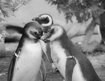 Cute penguins on field