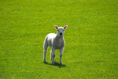 View of a lamb on field