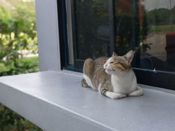 Cat sitting on window