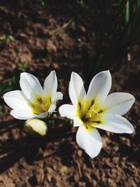 Close-up of white flowers