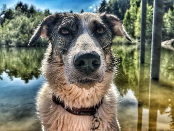 Close-up portrait of a dog