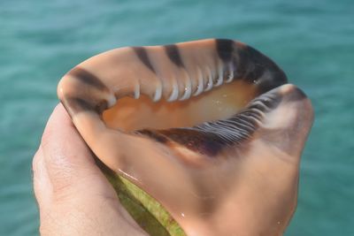 Close-up of human hand holding leaf