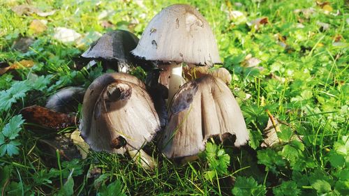 Close-up of mushrooms on field