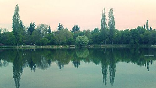 Reflection of trees in water