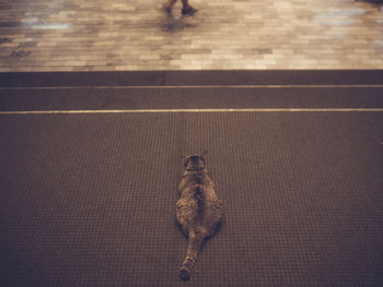 High angle view of dog on floor