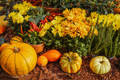 High angle view of pumpkins on field