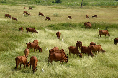 Horses on field