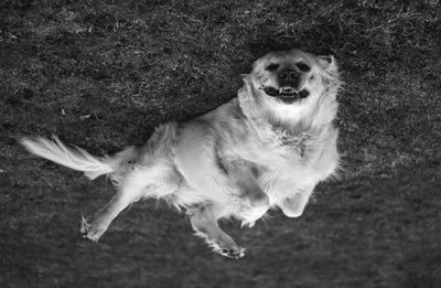 Dog standing on field