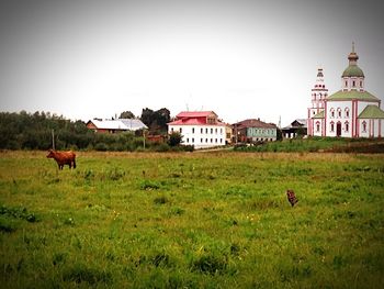 Horses on field against clear sky