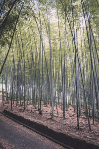 Trees growing on field in forest