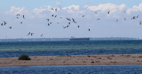 Flock of birds flying over sea