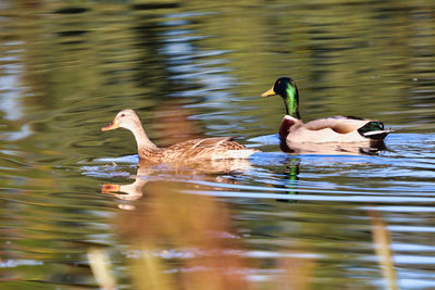 Ducks swimming in lake