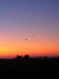 Silhouette of birds flying in sky during sunset
