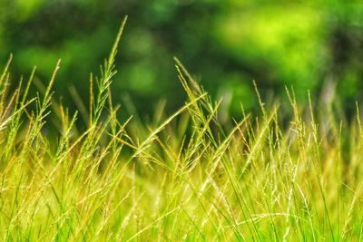 Close-up of crops growing on field
