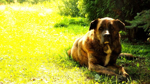 Dog looking away on field