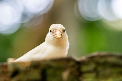 A small white house sparrow bird peaking out from behind a tree branch