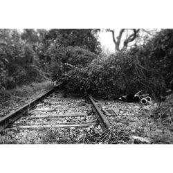 Railroad track along trees