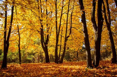 Trees in forest