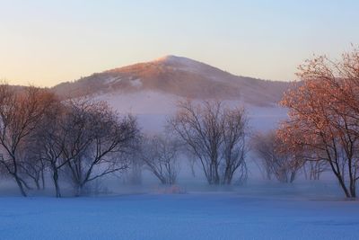 Bare trees on snow covered landscape during sunset