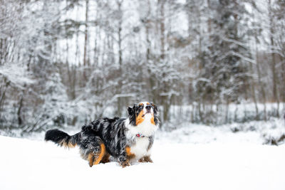 Dog running on snow covered field