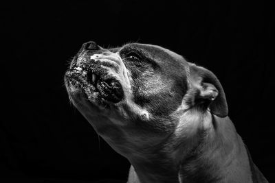 Close-up of dog against black background