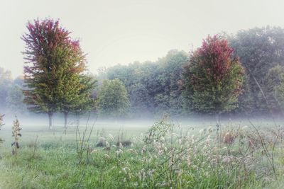 Trees on grassy field in foggy weather