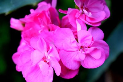 Close-up of pink flowers blooming outdoors