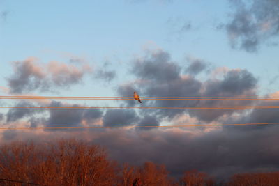 Low angle view of crane against sky